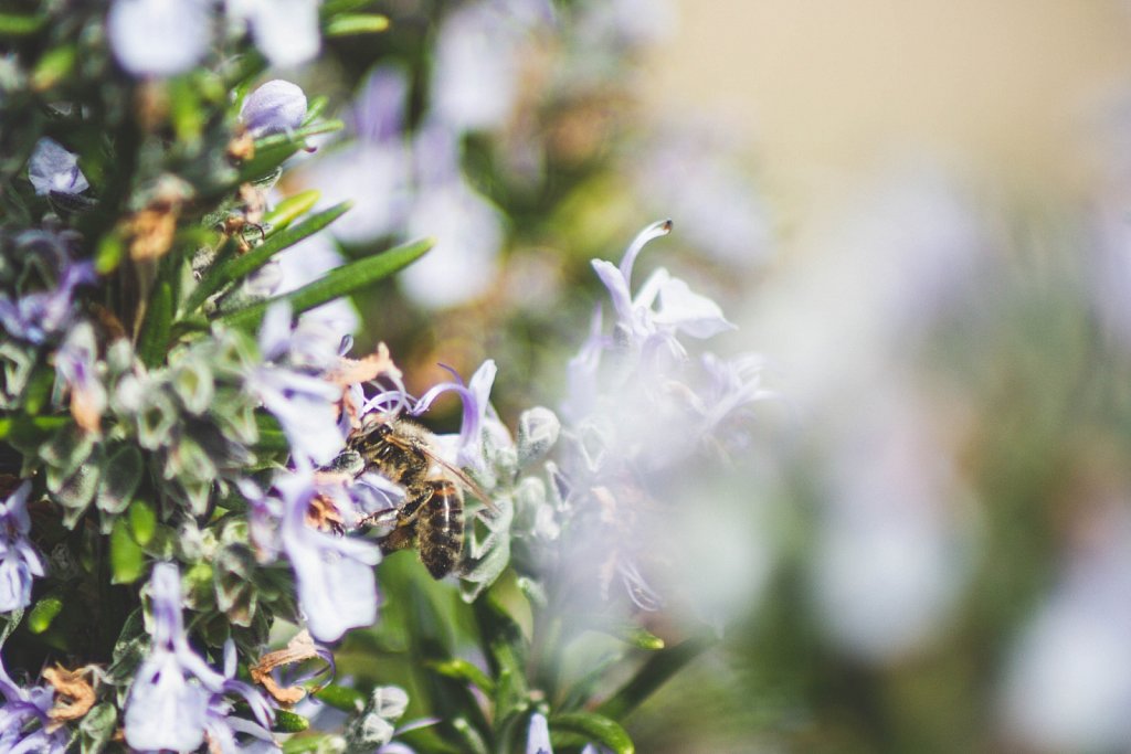 abeille et romarin