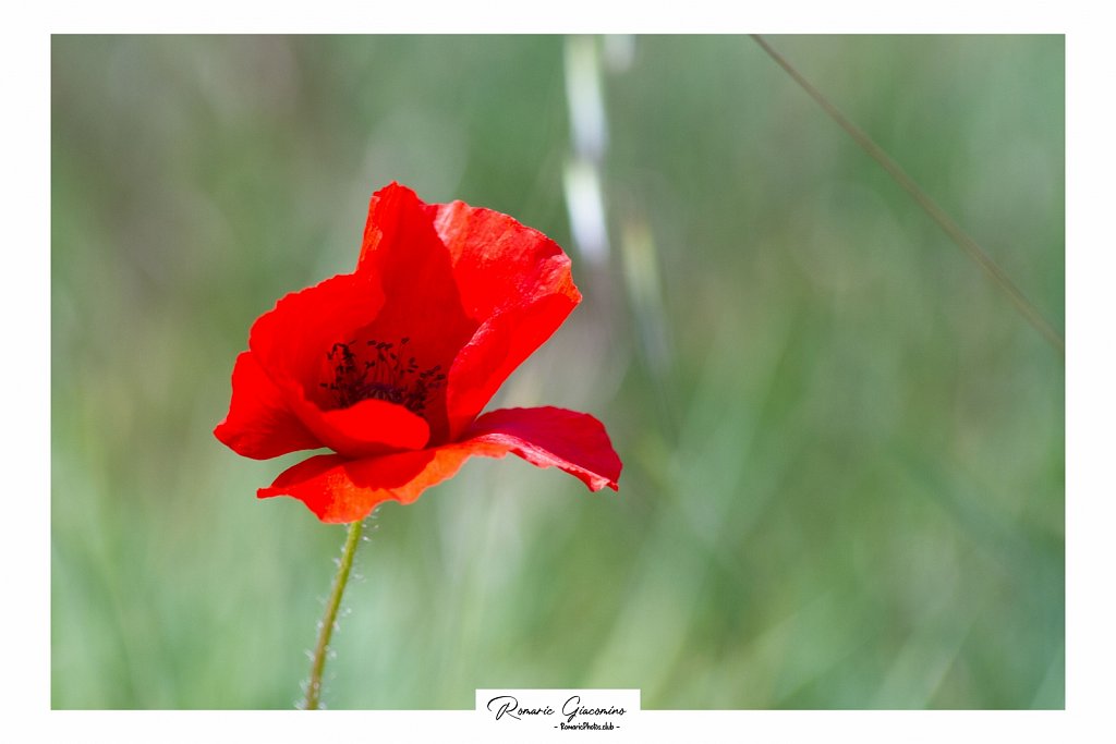 Coquelicot